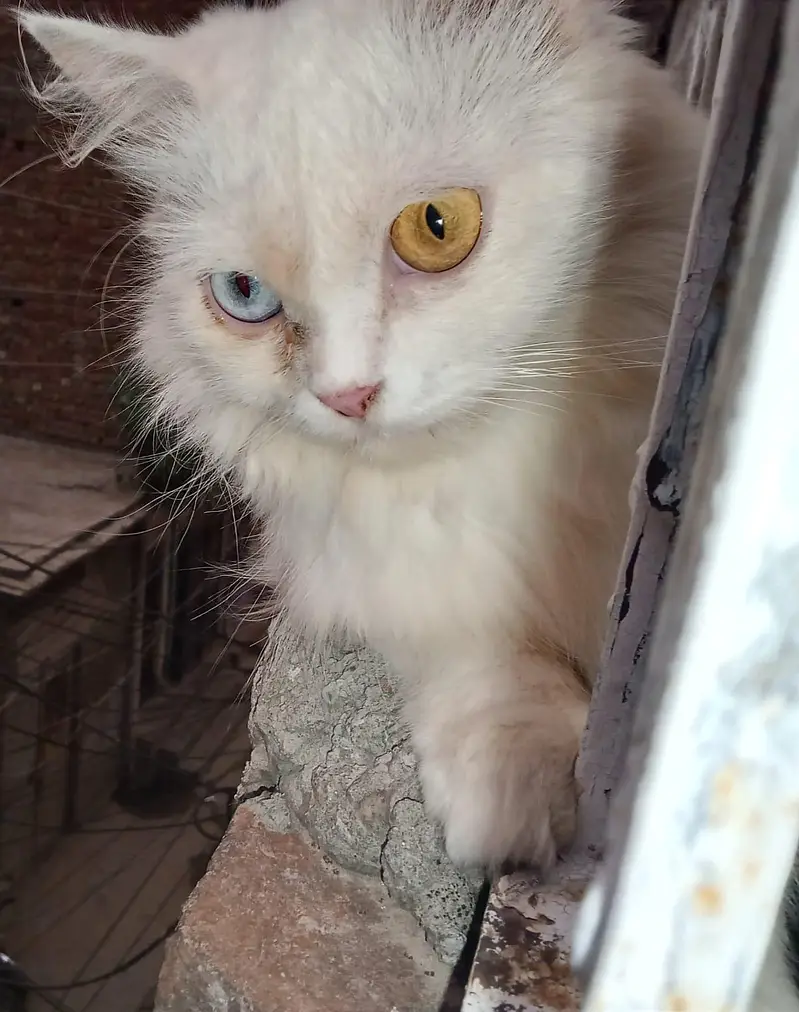 Wight colour persion cat — photo 2