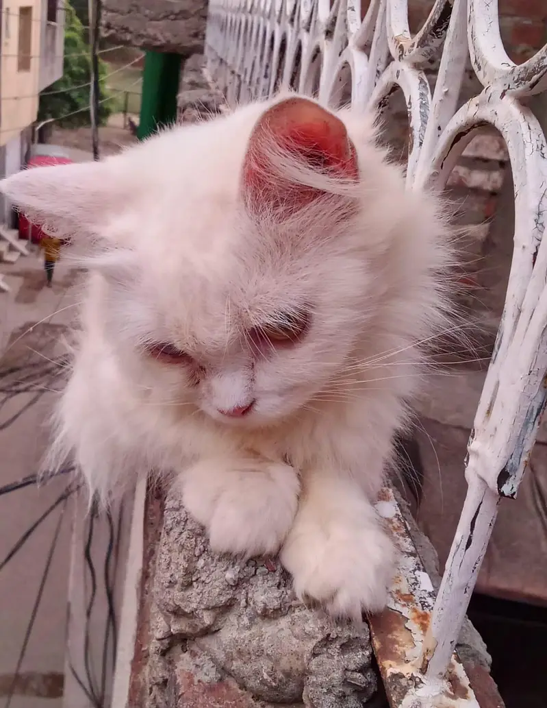 Wight colour persion cat — photo 3