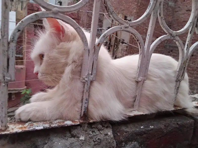 Wight colour persion cat — photo 4