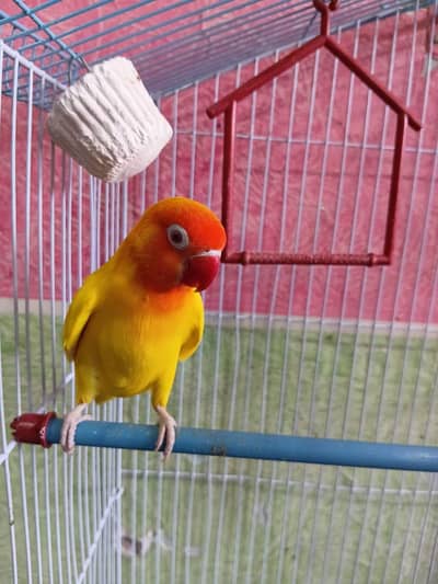 Latino Lovebirds