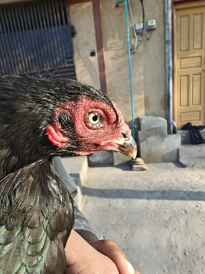 mianwali aseel — photo 3