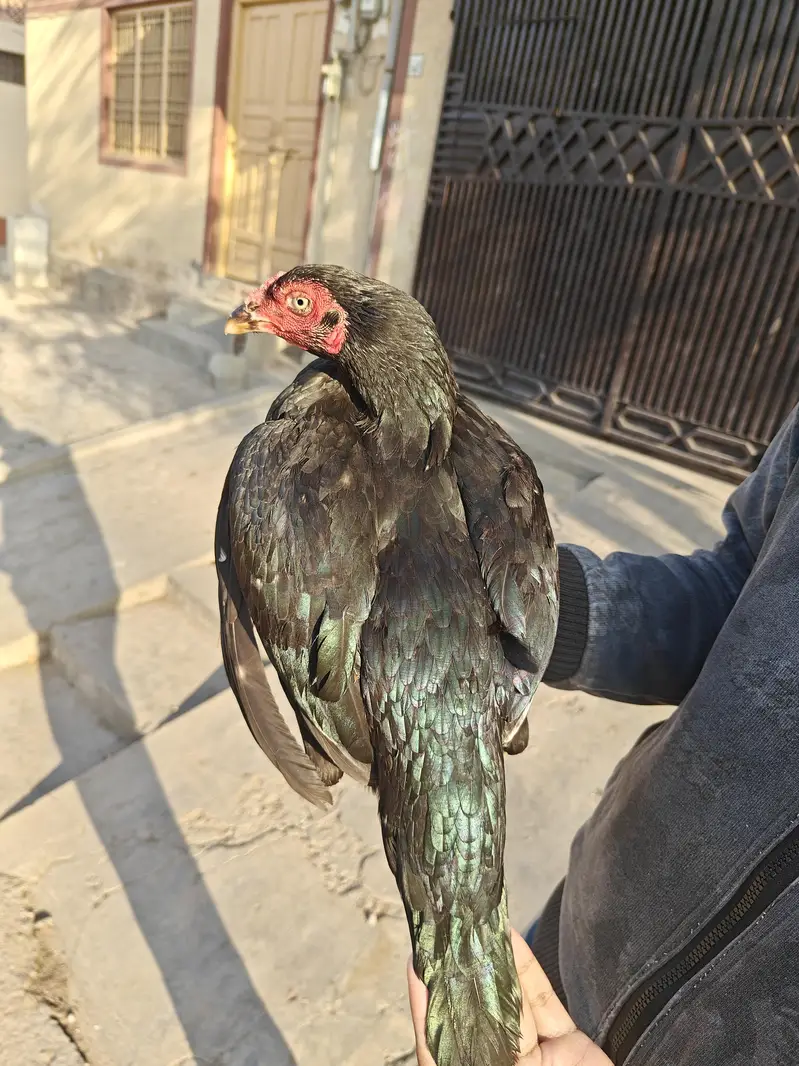mianwali aseel — photo 5