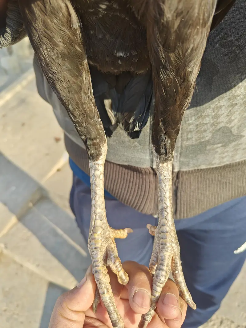 mianwali aseel — photo 7