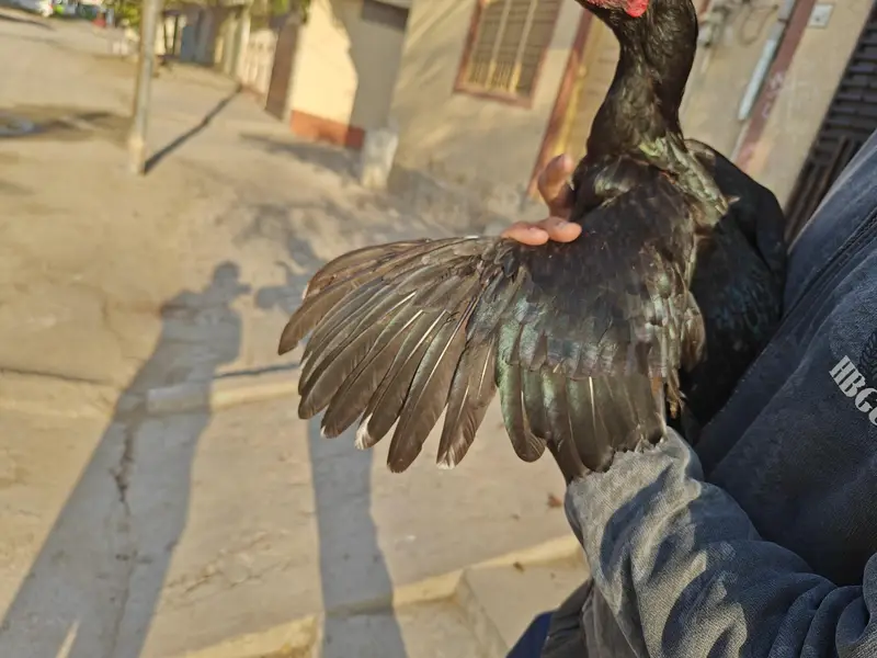 mianwali aseel — photo 8