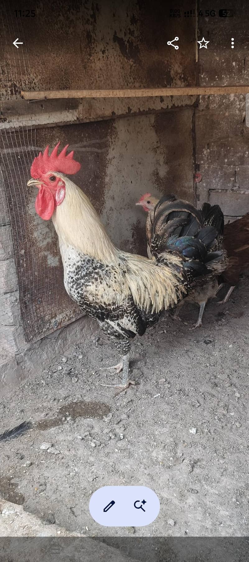 chiks 5