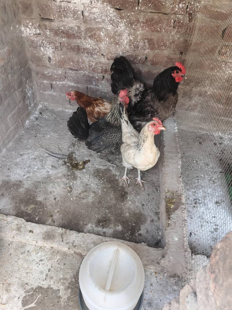 chiks 6