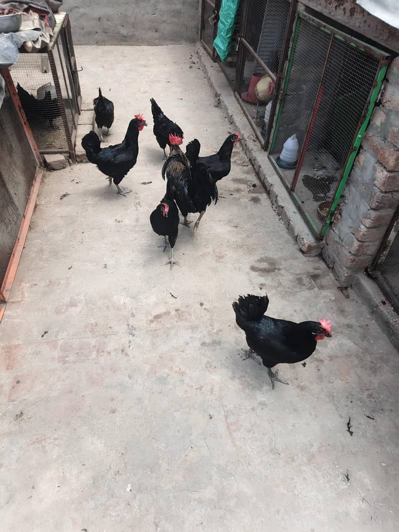 chiks 7