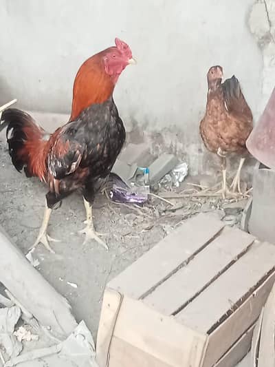 urgent pair for sale