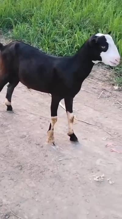 teda chmba