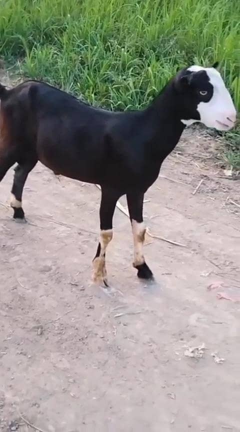 teda chmba 0