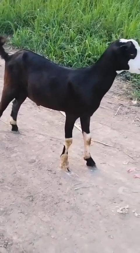 teda chmba 1