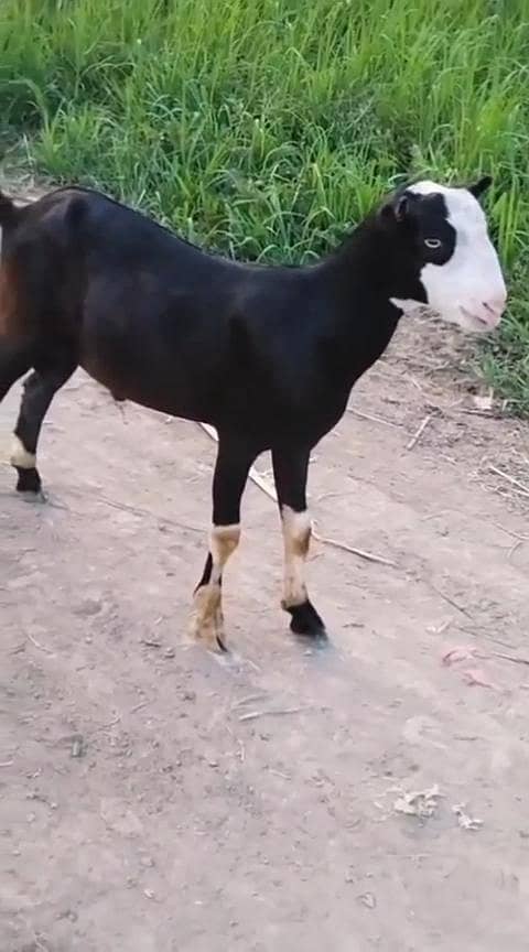 teda chmba 2