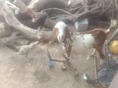 Male Bakra