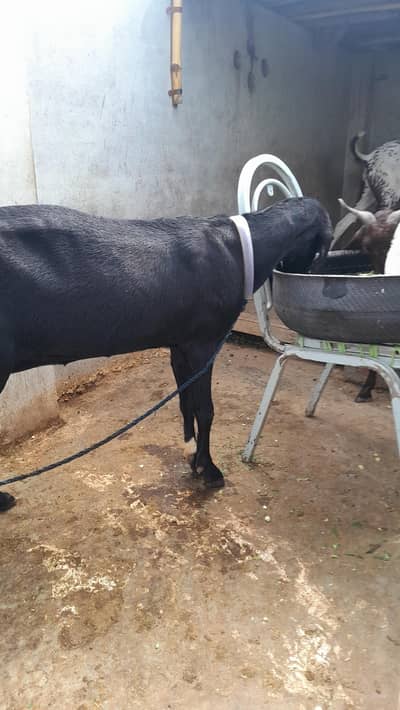 gaban bakri