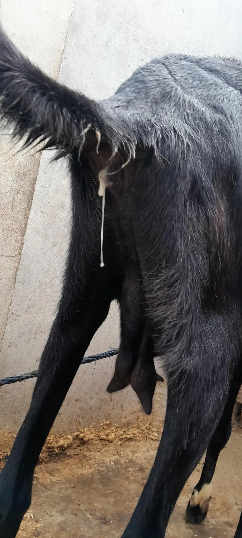 gaban bakri — photo 2