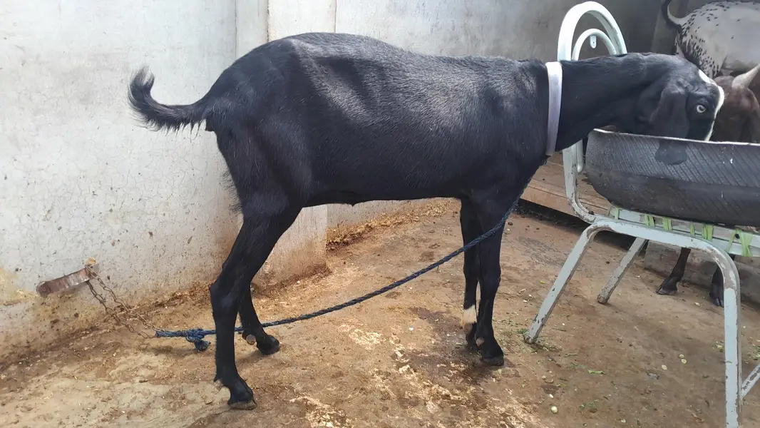 gaban bakri — photo 3
