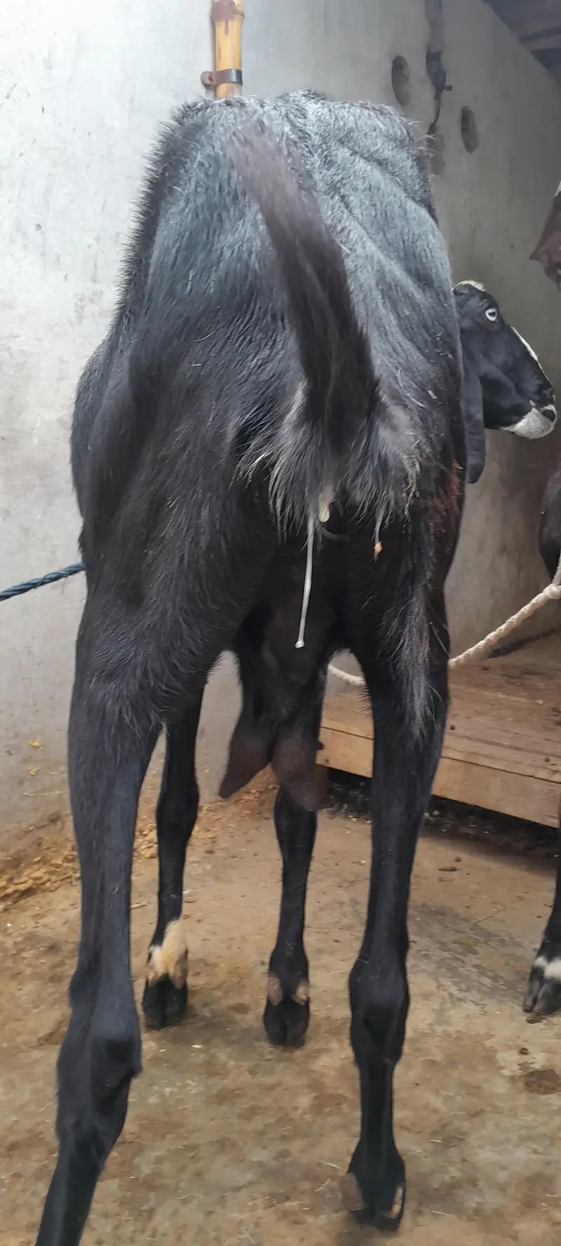 gaban bakri — photo 4