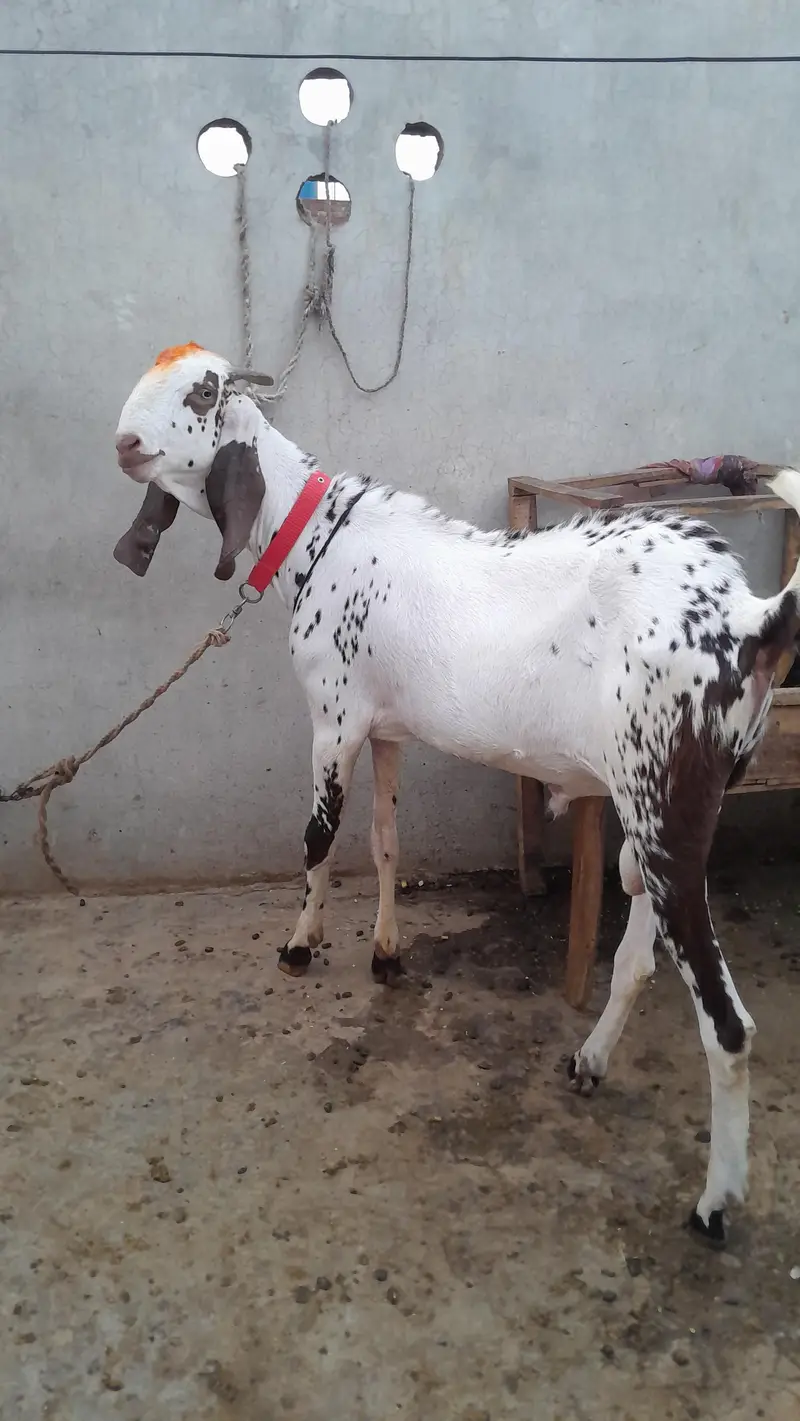 gaban bakri — photo 5