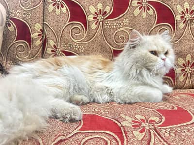 Male Persian cat (white and brown)