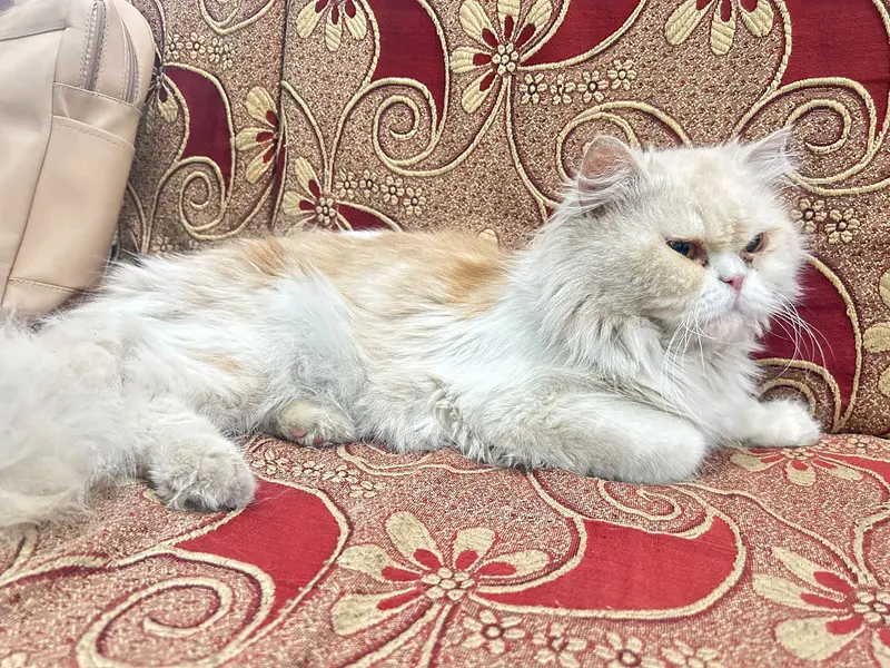 Male Persian cat (white and brown) — photo 2