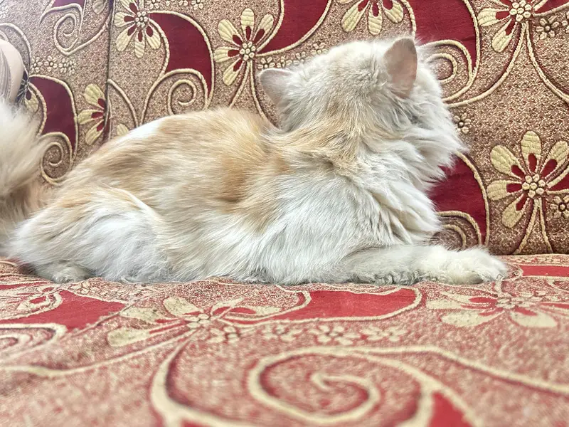 Male Persian cat (white and brown) — photo 3