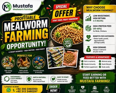 Mealworms Farming | monthly profit 150k to 300k |farming business sale