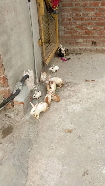 Rabbits for sale
