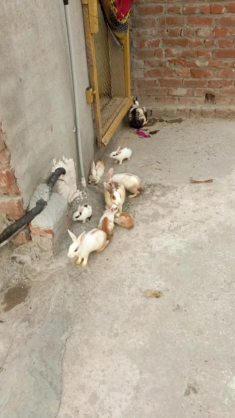 Rabbits for sale
