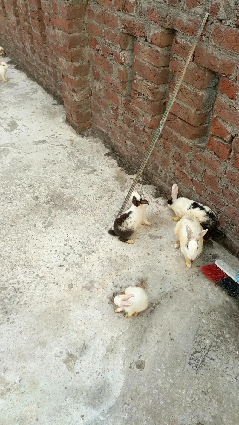 Rabbits for sale — photo 2