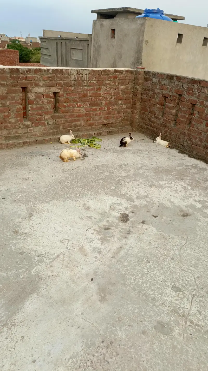 Rabbits for sale — photo 3