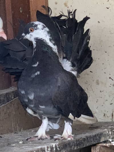 Lakka pigeon for sale