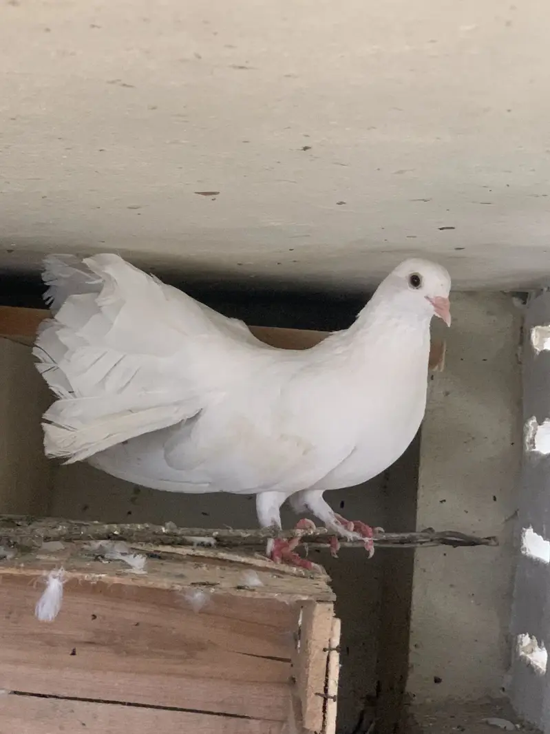 Lakka pigeon for sale — photo 2