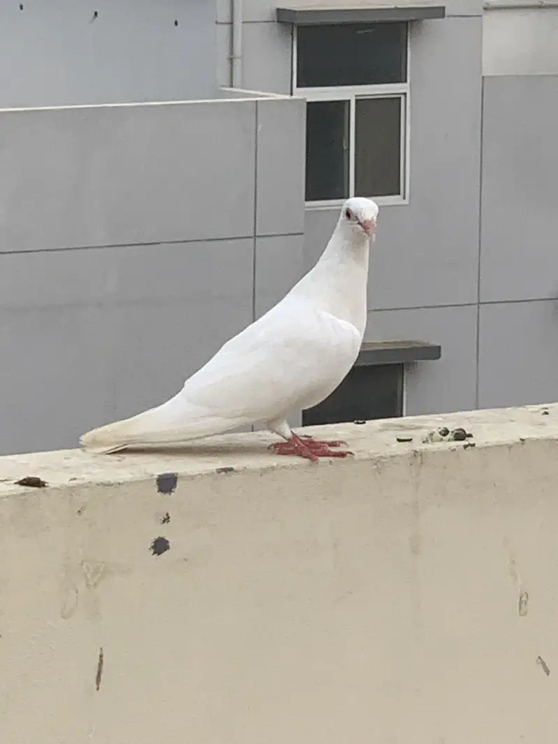 Lakka pigeon for sale — photo 3