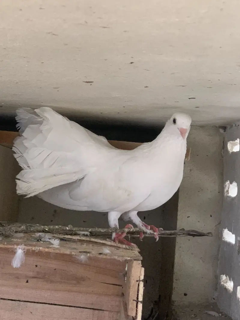 Lakka pigeon for sale — photo 4