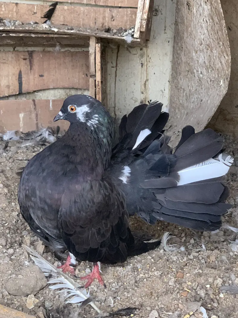 Lakka pigeon for sale — photo 5