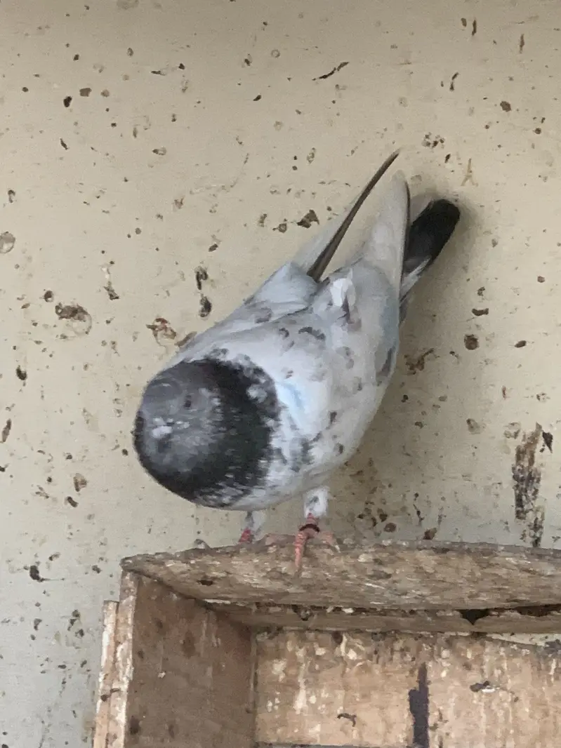 Lakka pigeon for sale — photo 6