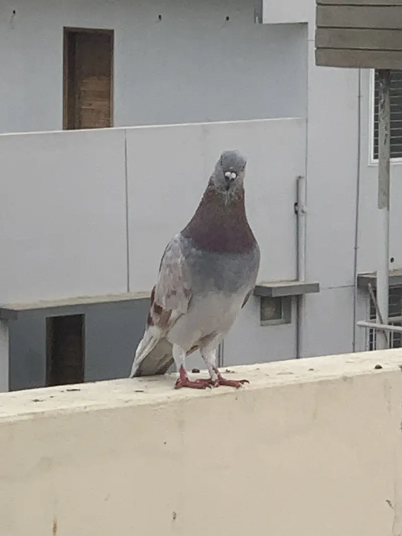Lakka pigeon for sale — photo 7