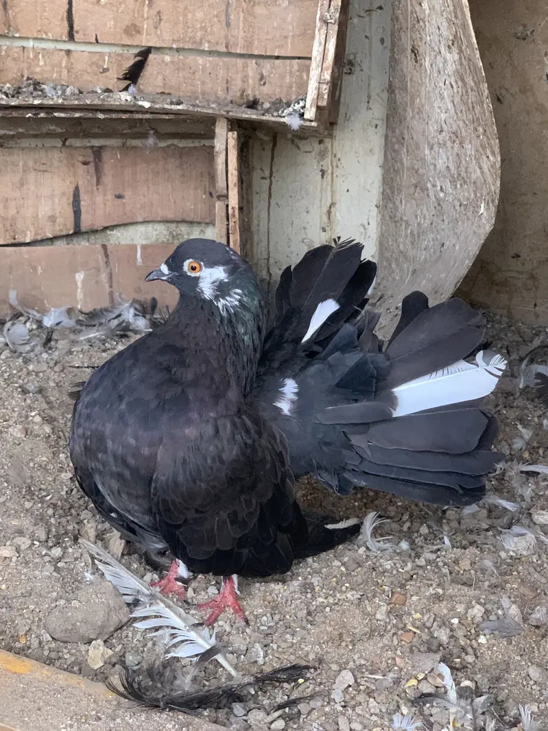 Lakka pigeon for sale — photo 8
