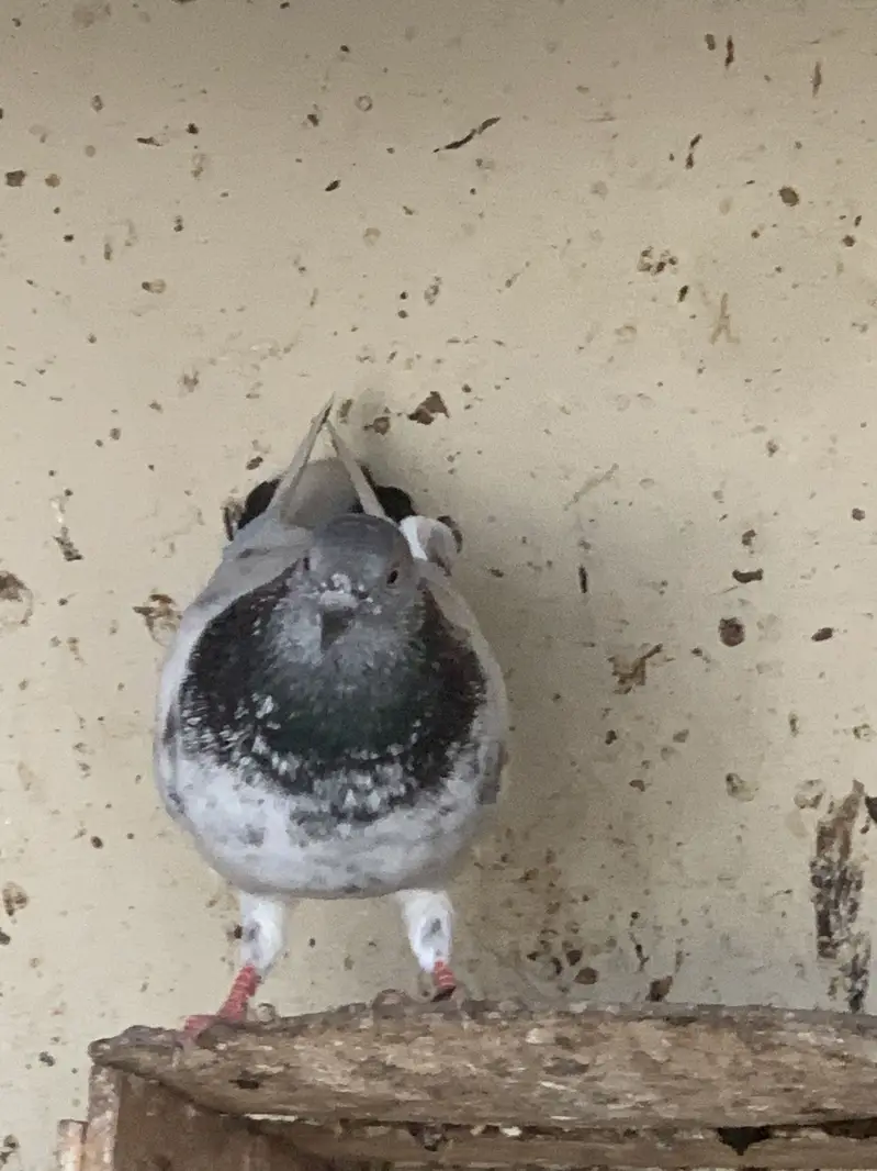Lakka pigeon for sale — photo 9