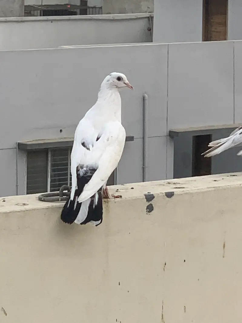 Lakka pigeon for sale — photo 10