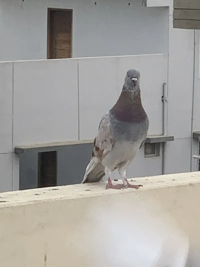 Lakka pigeon for sale — photo 11