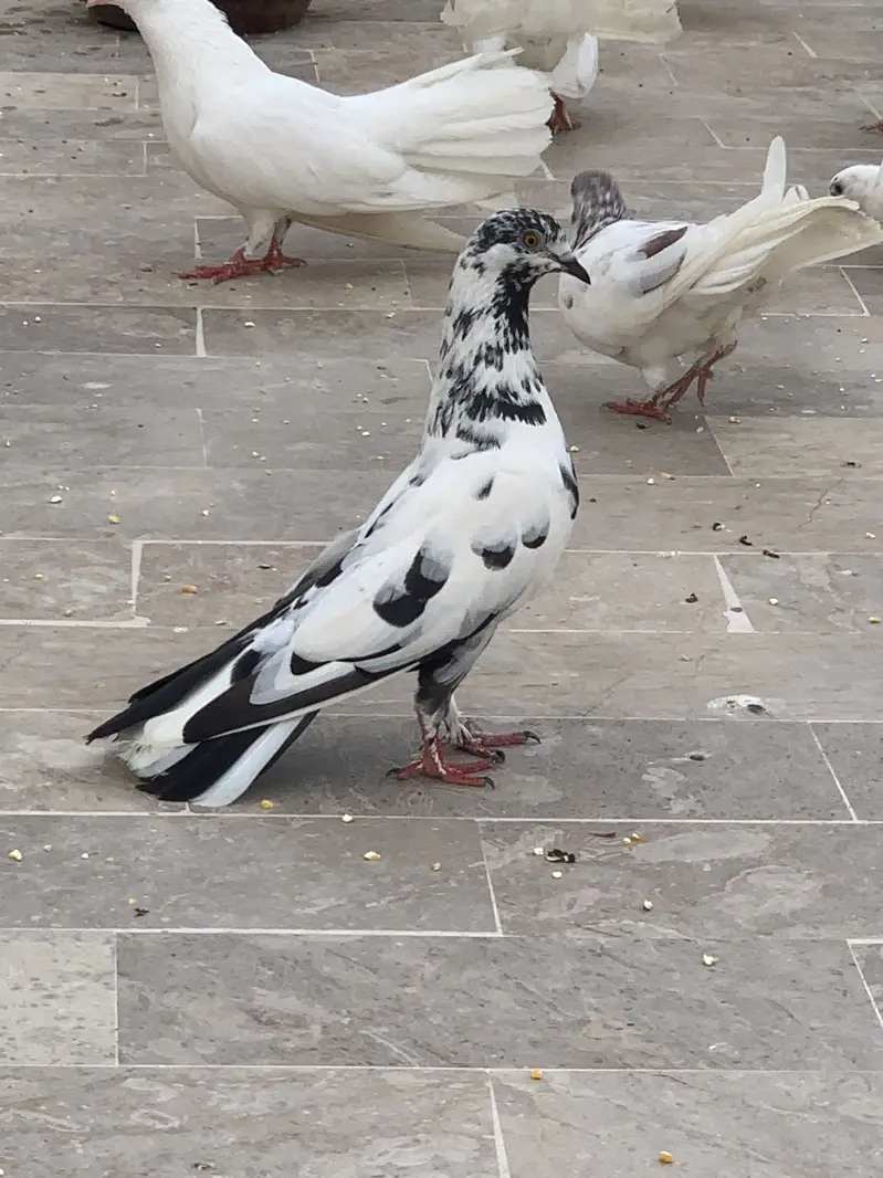 Lakka pigeon for sale — photo 12