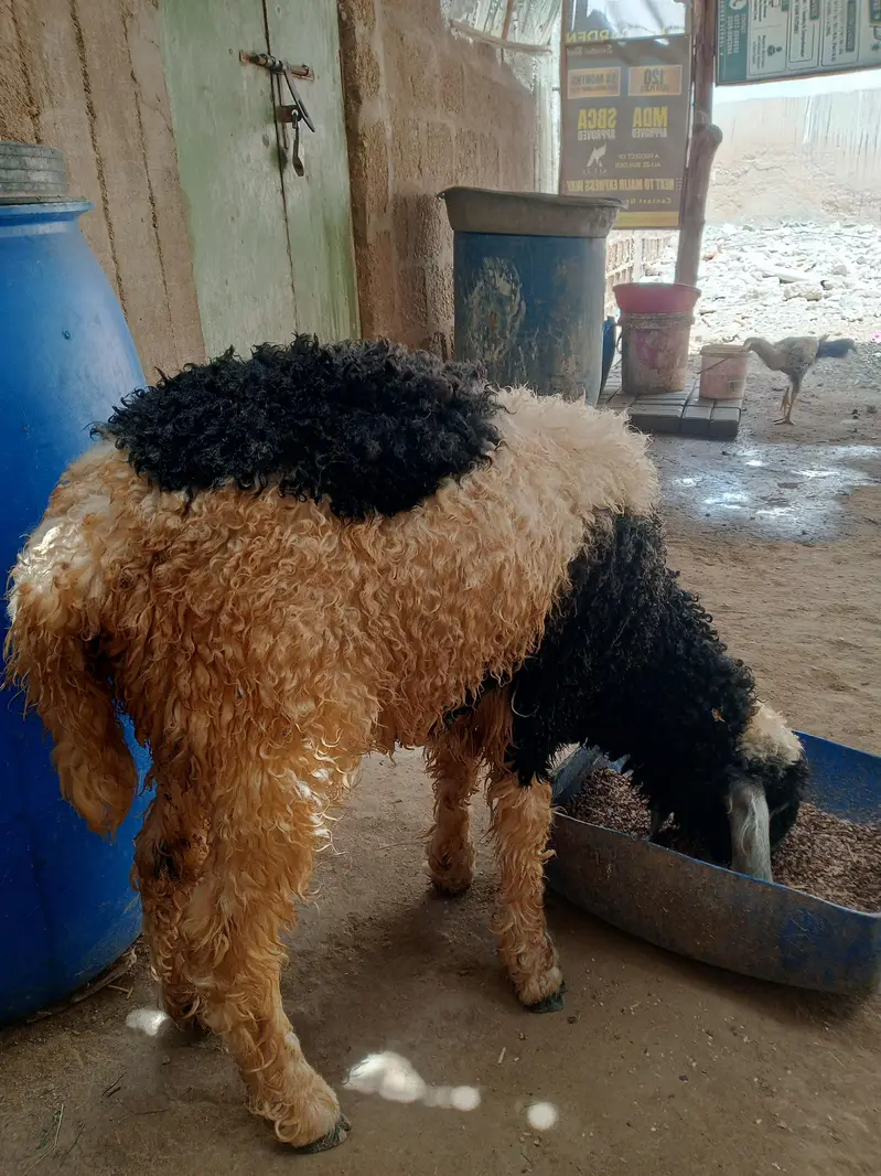 dumba female — photo 2