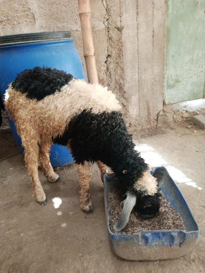dumba female — photo 3