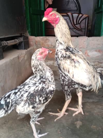 Aseel pair for Sale