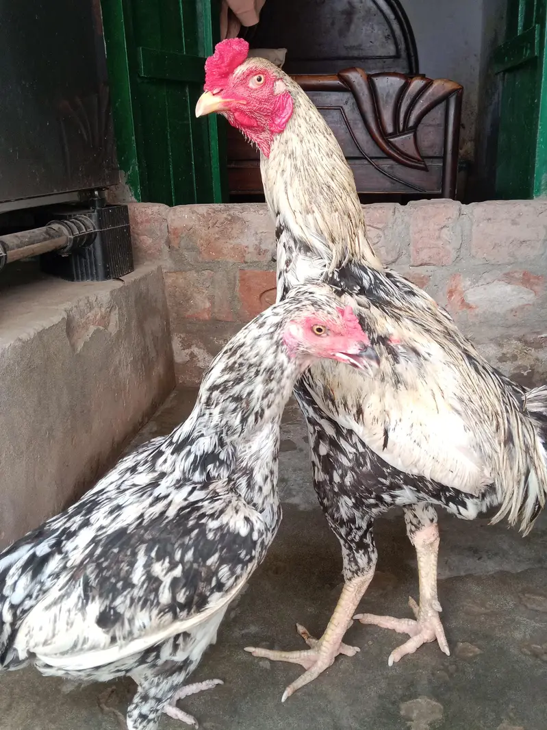 Aseel pair for Sale — photo 2