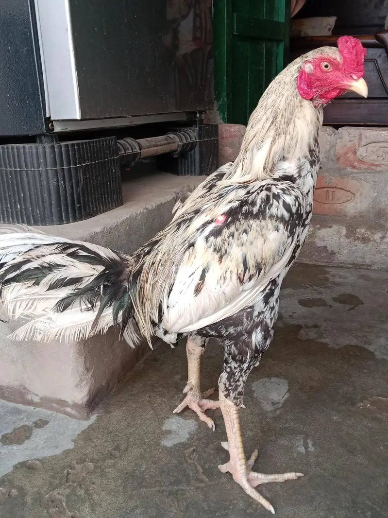 Aseel pair for Sale — photo 3