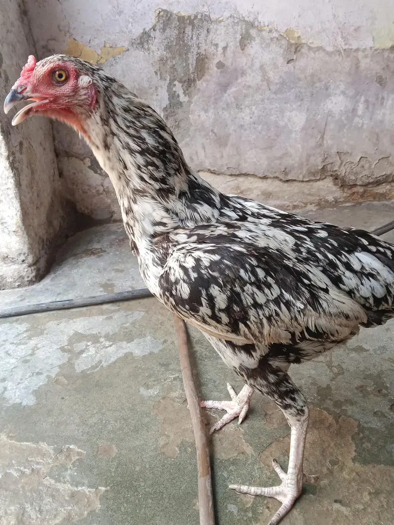 Aseel pair for Sale — photo 4