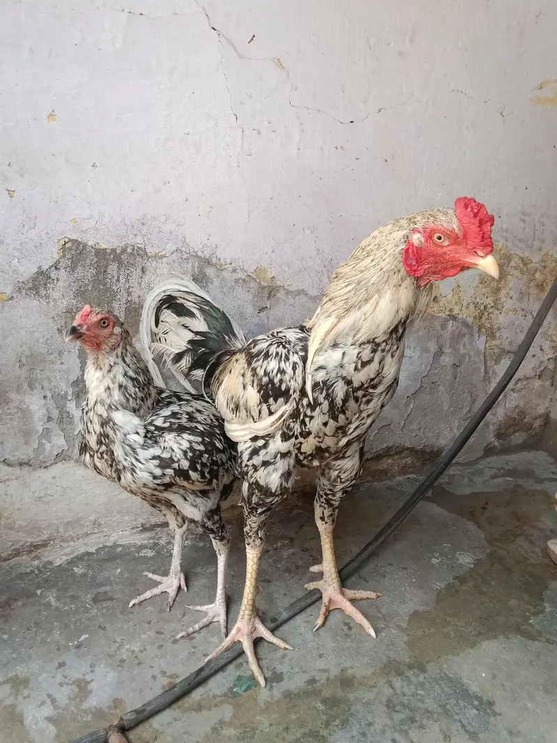 Aseel pair for Sale — photo 5