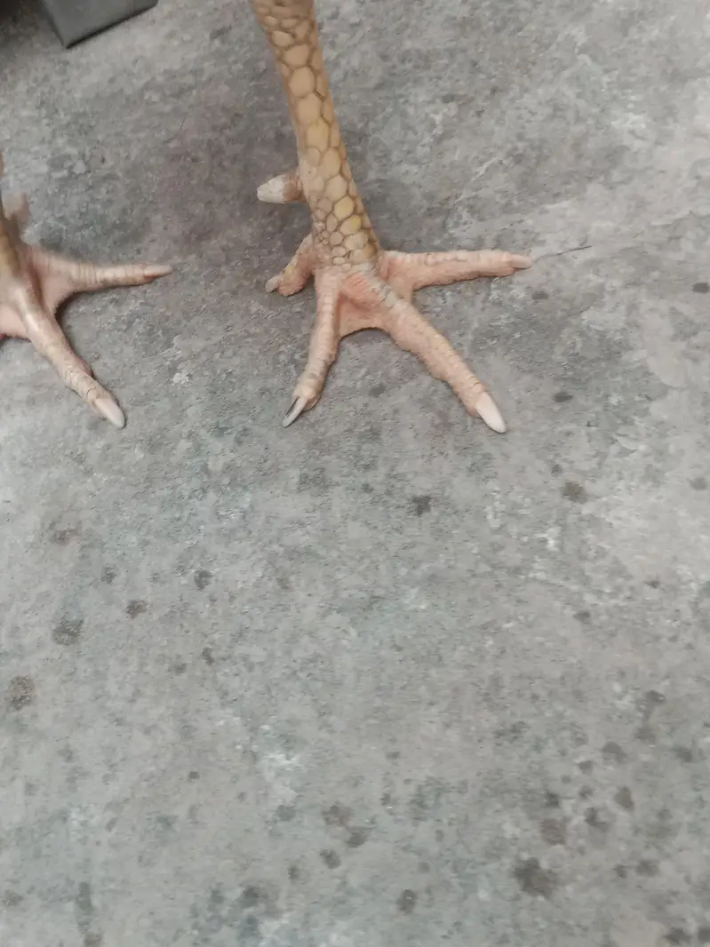 Aseel pair for Sale — photo 9